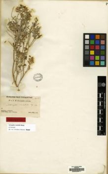 Type specimen at Edinburgh (E). Przewalski, Nikolai: . Barcode: E00028917.