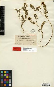 Type specimen at Edinburgh (E). Przewalski, Nikolai: . Barcode: E00028930.