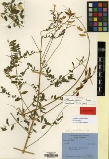 Type specimen at Edinburgh (E). Polunin, Oleg; Sykes, William; Williams, Leonard: 3049. Barcode: E00028942.
