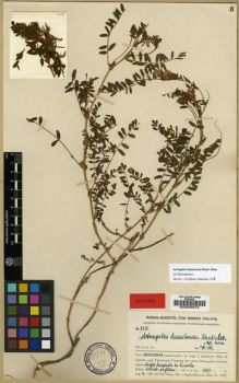 Type specimen at Edinburgh (E). Handel-Mazzetti, Heinrich: 7426. Barcode: E00029012.