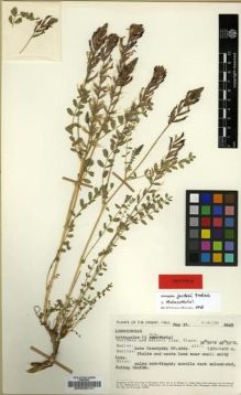 Type specimen at Edinburgh (E). Jacobs, M.: 6645. Barcode: E00029141.