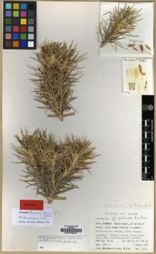 Type specimen at Edinburgh (E). Edmondson, John; Miller, Anthony : 1574. Barcode: E00029251.