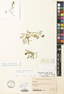 Type specimen at Edinburgh (E). Ekberg, Lars: W 9560. Barcode: E00029259.