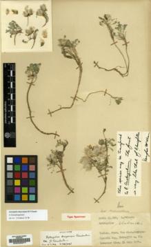 Type specimen at Edinburgh (E). Davis, Peter; Polunin, Oleg: 23710. Barcode: E00029277.