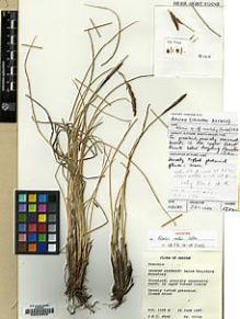 Type specimen at Edinburgh (E). Wood, John: 5534A. Barcode: E00029829.
