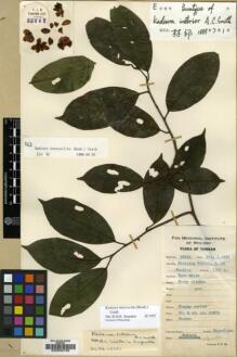 Type specimen at Edinburgh (E). Yu, Tse-tsun: 20542. Barcode: E00030159.