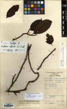 Type specimen at Edinburgh (E). Yu, Tse-tsun: 17320. Barcode: E00030160.