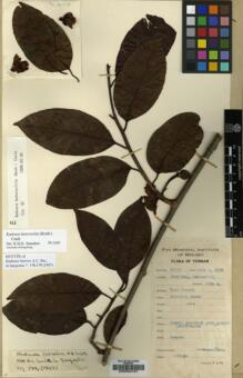 Type specimen at Edinburgh (E). Yu, Tse-tsun: 16138. Barcode: E00030161.