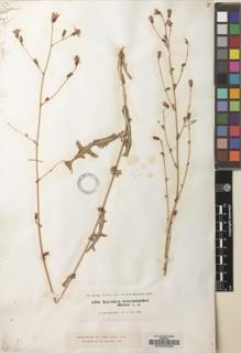 Type specimen at Edinburgh (E). Kotschy, Carl (Karl): 506. Barcode: E00030382.