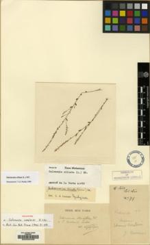 Type specimen at Edinburgh (E). Cavalerie, Pierre: 71. Barcode: E00030458.
