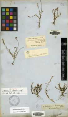 Type specimen at Edinburgh (E). Wight, Robert: 2435. Barcode: E00030498.