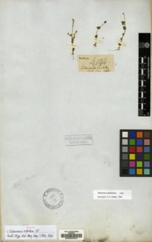 Type specimen at Edinburgh (E). Wallich, Nathaniel: 4194. Barcode: E00030557.