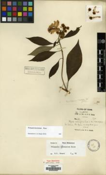 Type specimen at Edinburgh (E). Garrett, H.: 88. Barcode: E00030563.