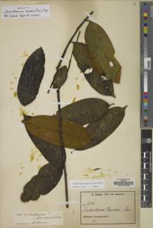Type specimen at Edinburgh (E). Zenker, Georg: 1842. Barcode: E00030859.