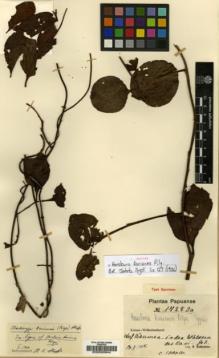 Type specimen at Edinburgh (E). Schlechter, Friedrich: 17283A. Barcode: E00030944.