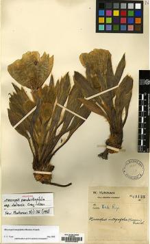 Type specimen at Edinburgh (E). Forrest, George: 29125. Barcode: E00030963.