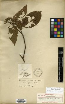 Type specimen at Edinburgh (E). Griffith, William: 1786. Barcode: E00031278.