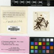 Type specimen at Edinburgh (E). Wright, Charles: 57. Barcode: E00031429.