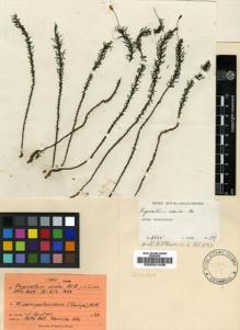 Type specimen at Edinburgh (E). Weir, J.: 137. Barcode: E00031436.