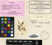 Type specimen at Edinburgh (E). Pringle, Cyrus: 10698. Barcode: E00031468.