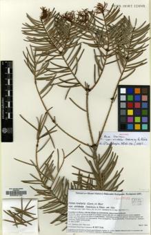 Type specimen at Edinburgh (E). Debreczy, Zsolt; Biró, Gynöngyvér; Rácz, István: 39711A. Barcode: E00032180.