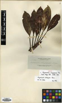 Type specimen at Edinburgh (E). Elmer, Adolph: 12336. Barcode: E00032344.