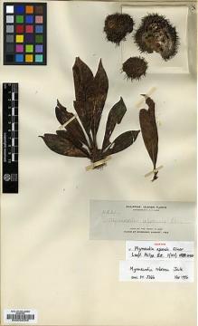 Type specimen at Edinburgh (E). Elmer, Adolph: 11261. Barcode: E00032345.