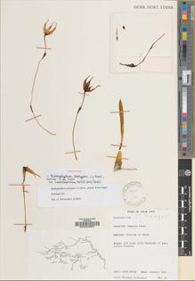Type specimen at Edinburgh (E). Wickenden, Michael: 36. Barcode: E00032957.