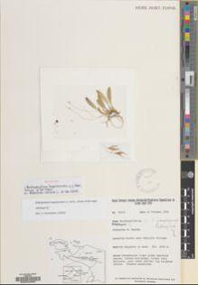 Type specimen at Edinburgh (E). Mendum, Mary: 92653. Barcode: E00032963.