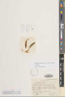 Type specimen at Edinburgh (E). Woods, Patrick: 365. Barcode: E00033062.