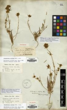 Type specimen at Edinburgh (E). Mathews, Andrew: 189. Barcode: E00033226.