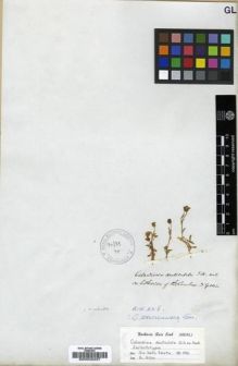Type specimen at Edinburgh (E). Gillies, John: . Barcode: E00033237.