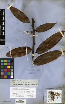 Type specimen at Edinburgh (E). Spruce, Richard: 2473. Barcode: E00033408.