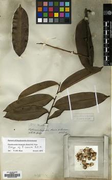Type specimen at Edinburgh (E). Spruce, Richard: 3353. Barcode: E00033409.