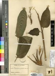 Type specimen at Edinburgh (E). Zenker, Georg: 1223. Barcode: E00033511.