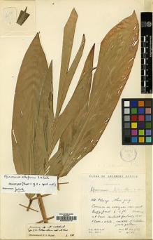 Type specimen at Edinburgh (E). Hilliard, Olive; Burtt, Brian: 4634. Barcode: E00033512.