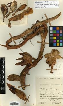 Type specimen at Edinburgh (E). Hilliard, Olive; Burtt, Brian: 4634. Barcode: E00033513.