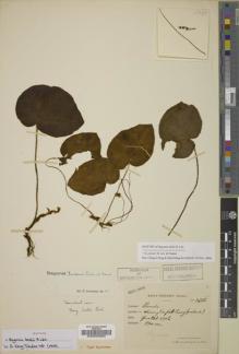 Type specimen at Edinburgh (E). Esquirol, Joseph: 3738. Barcode: E00033863.
