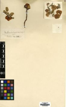 Type specimen at Edinburgh (E). Balfour, Isaac; Cockburn, C.J.; Scott, Alexander: 330. Barcode: E00033993.