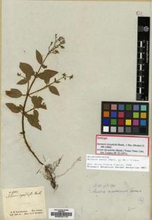 Type specimen at Edinburgh (E). Schomburgk, Robert: 932. Barcode: E00034119.