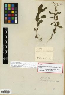 Type specimen at Edinburgh (E). Schomburgk, Robert: 513. Barcode: E00034120.