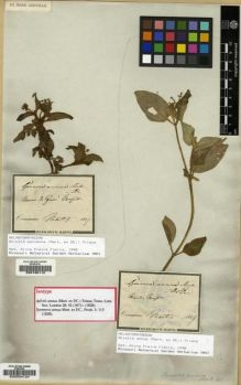 Type specimen at Edinburgh (E). Martius, Carl: . Barcode: E00034124.