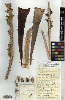 Type specimen at Edinburgh (E). Collenette, Iris: 2900. Barcode: E00034249.