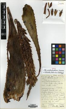 Type specimen at Edinburgh (E). Collenette, Iris: 4409. Barcode: E00034255.