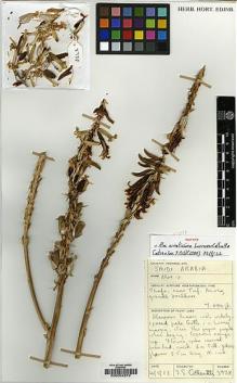 Type specimen at Edinburgh (E). Collenette, Iris: 3738. Barcode: E00034272.