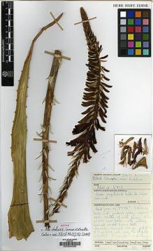 Type specimen at Edinburgh (E). Collenette, Iris: 6718. Barcode: E00034282.