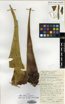 Type specimen at Edinburgh (E). Collenette, Iris: 3397. Barcode: E00034313.