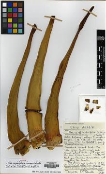 Type specimen at Edinburgh (E). Collenette, Iris: 4981. Barcode: E00034315.