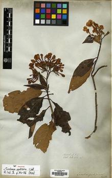 Type specimen at Edinburgh (E). Wallich, Nathaniel: 6117A. Barcode: E00034597.