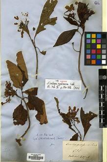 Type specimen at Edinburgh (E). Wallich, Nathaniel: 6117A. Barcode: E00034598.